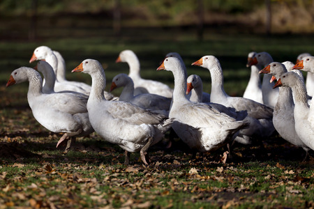 Symbolfoto Mastgänse