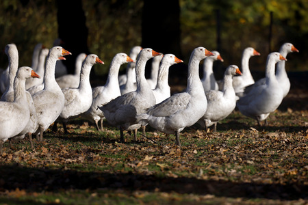 Symbolfoto Mastgänse