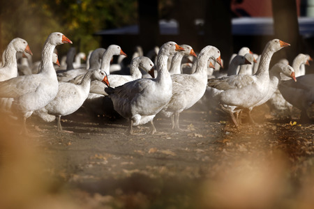 Symbolfoto Mastgänse