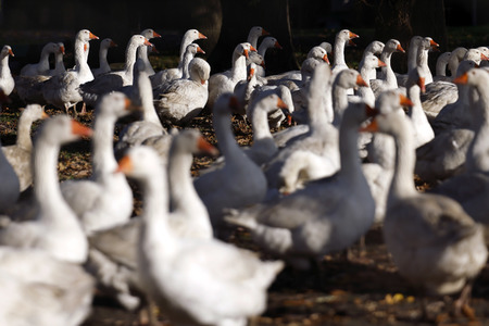 Symbolfoto Mastgänse