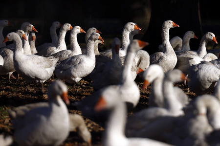 Symbolfoto Mastgänse