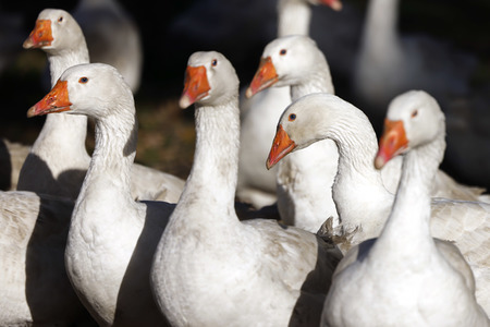 Symbolfoto Mastgänse