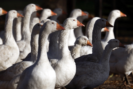 Symbolfoto Mastgänse