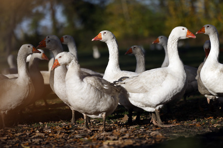 Symbolfoto Mastgänse