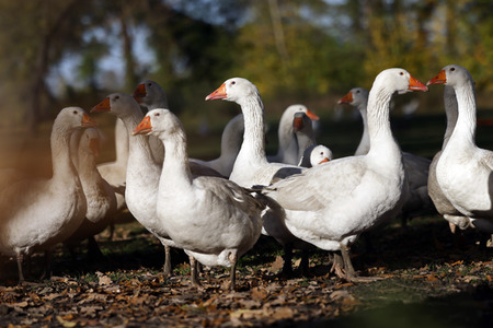 Symbolfoto Mastgänse