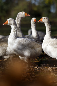 Symbolfoto Mastgänse