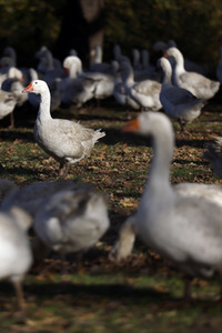Symbolfoto Mastgänse