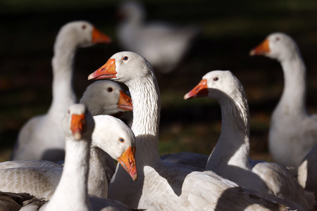 Symbolfoto Mastgänse