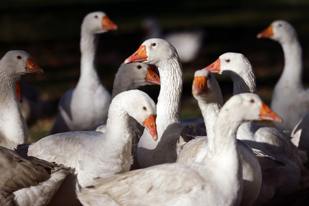 Symbolfoto Mastgänse