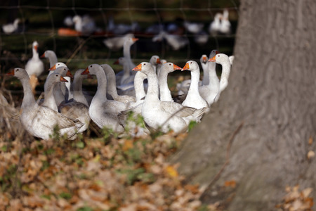 Symbolfoto Mastgänse