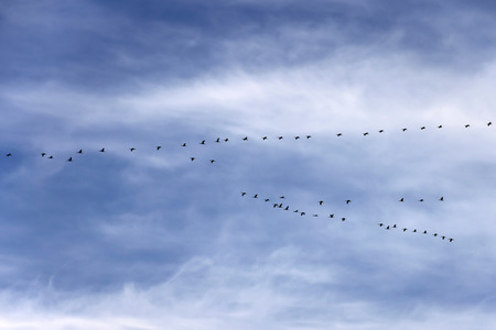 Symbolfoto Zugvögel