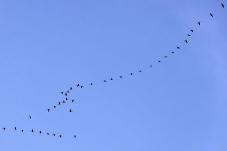 Symbolfoto Zugvögel