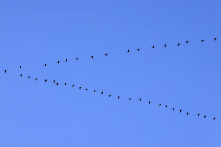 Symbolfoto Zugvögel