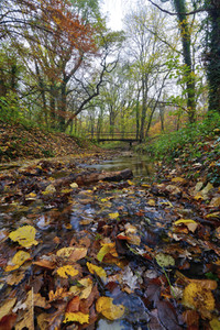 Herbstwald in Hannover