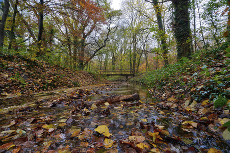 Herbstwald in Hannover