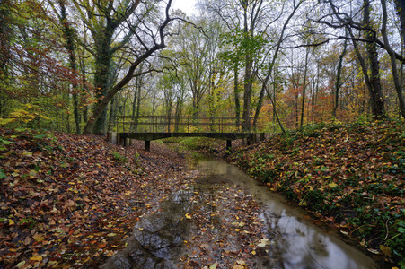 Herbstwald in Hannover