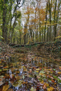 Herbstwald in Hannover