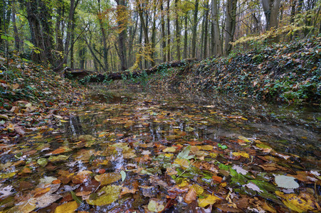 Herbstwald in Hannover