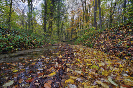 Herbstwald in Hannover