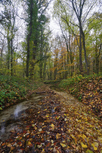 Herbstwald in Hannover