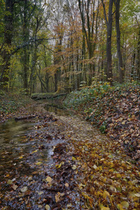 Herbstwald in Hannover