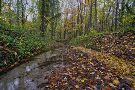 Herbstwald in Hannover