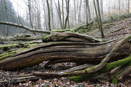 NATURE ART: Bodypainting Herbstimpressionen