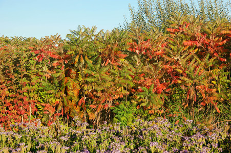 NATURE ART: Bodypainting Herbstimpressionen