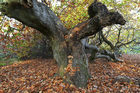 NATURE ART: Bodypainting Herbstimpressionen