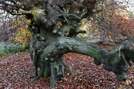 NATURE ART: Bodypainting Herbstimpressionen