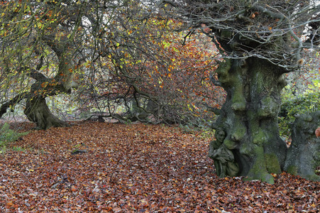 NATURE ART: Bodypainting Herbstimpressionen