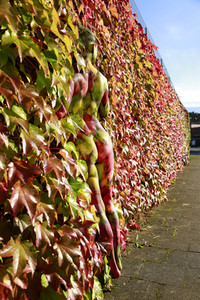 NATURE ART: Bodypainting Herbstimpressionen