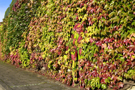 NATURE ART: Bodypainting Herbstimpressionen