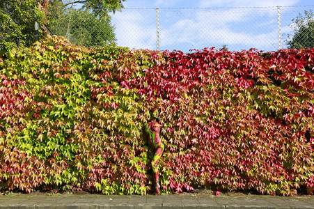 NATURE ART: Bodypainting Herbstimpressionen