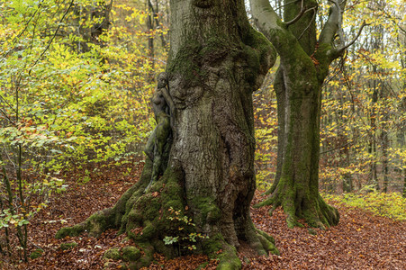 NATURE ART: Bodypainting Herbstimpressionen