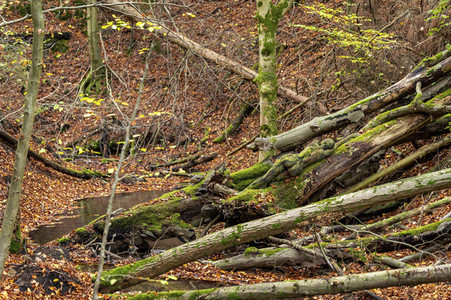 NATURE ART: Bodypainting Herbstimpressionen