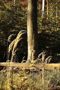 NATURE ART: Bodypainting Herbstimpressionen