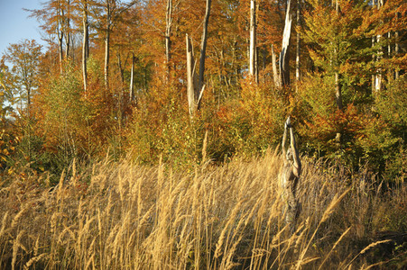 NATURE ART: Bodypainting Herbstimpressionen