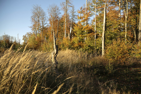 NATURE ART: Bodypainting Herbstimpressionen