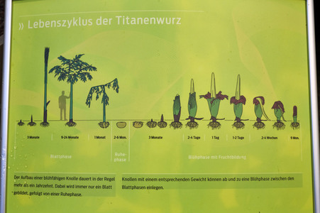 Titanenwurz-Blüte in Hannover