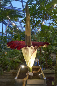 Titanenwurz-Blüte in Hannover