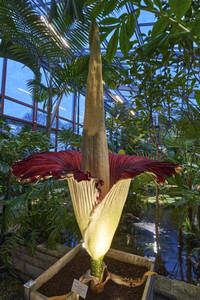 Titanenwurz-Blüte in Hannover