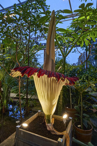 Titanenwurz-Blüte in Hannover