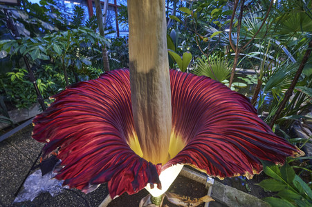 Titanenwurz-Blüte in Hannover