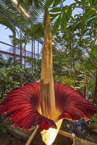 Titanenwurz-Blüte in Hannover