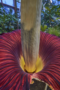 Titanenwurz-Blüte in Hannover