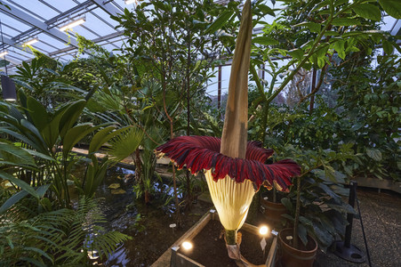 Titanenwurz-Blüte in Hannover