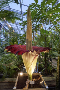 Titanenwurz-Blüte in Hannover