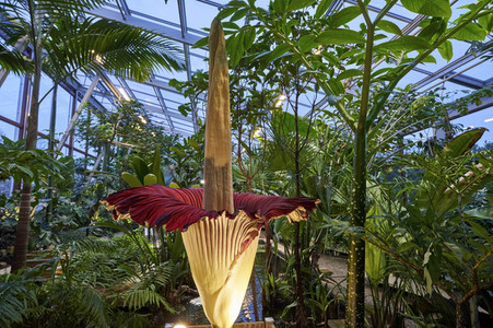 Titanenwurz-Blüte in Hannover