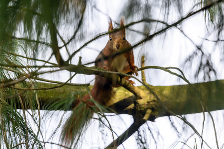 Eichhörnchen in Frechen